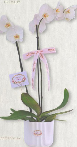 Orquídea doble vara – Cajas y canastas de Maison Floré