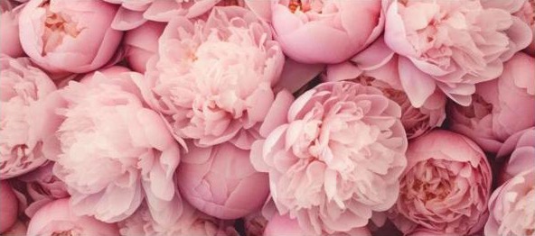 Peonías – Temporada de Maison Floré